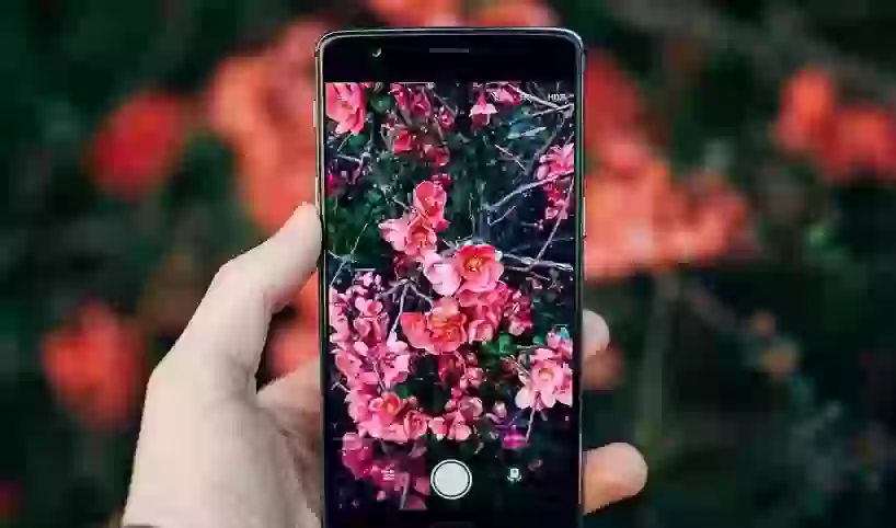 5 приложений на Android, которые помогут определить цветок и любое другое растение по фото